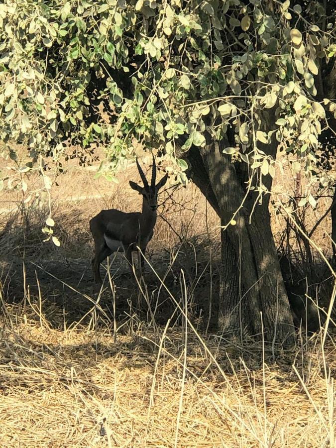 Appartamento בין הר למעיין Kfar Tavor Esterno foto